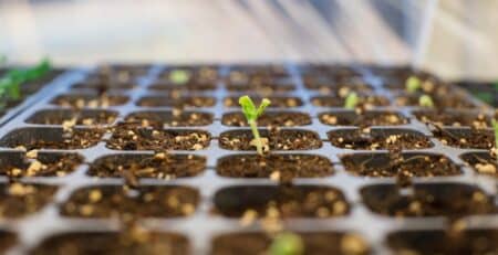 hawaii business grants with a seedling to symbolize growth